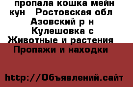 пропала кошка мейн кун - Ростовская обл., Азовский р-н, Кулешовка с. Животные и растения » Пропажи и находки   